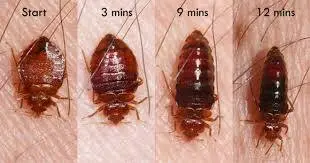 Bed bug after feeding