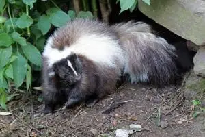 Skunk