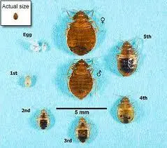 Bed bug lifecycle